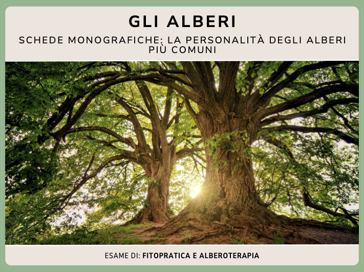 Schede alberi