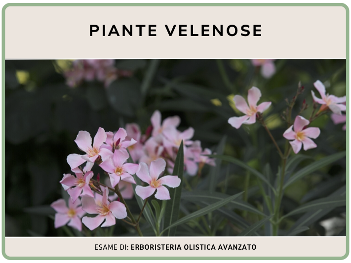 Piante velenose