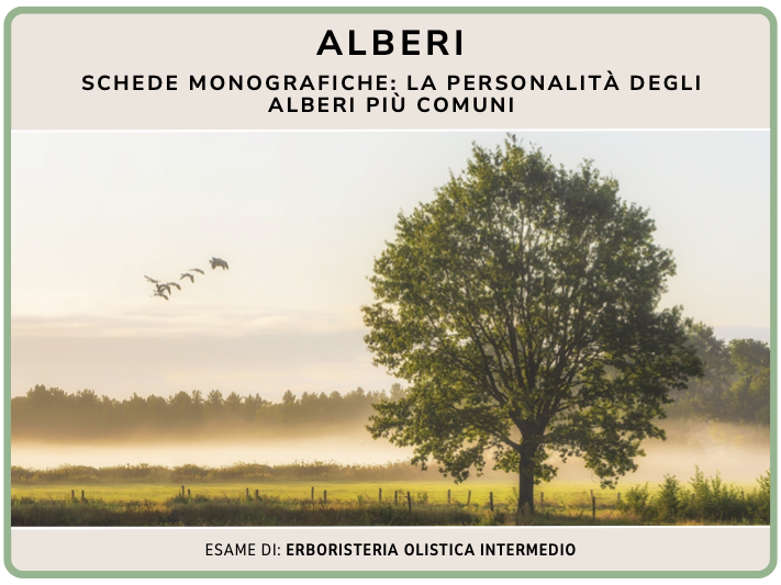 Schede alberi