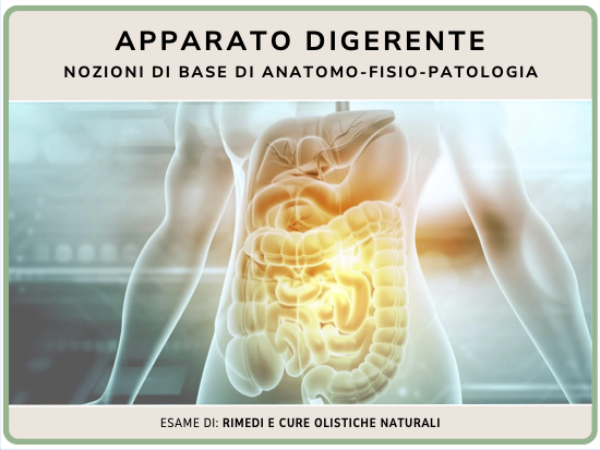 Apparato digerente