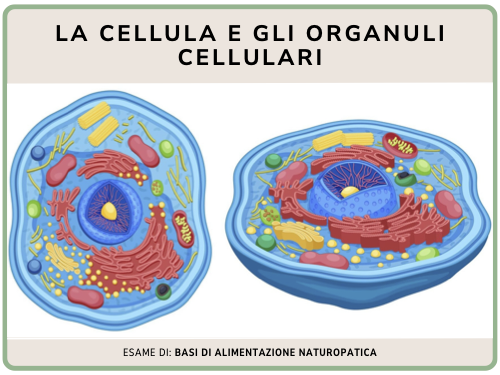 La cellula