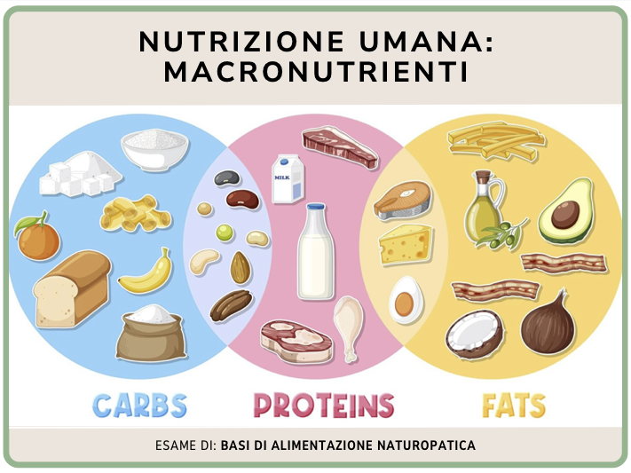 Nutrizione umana macronutrienti