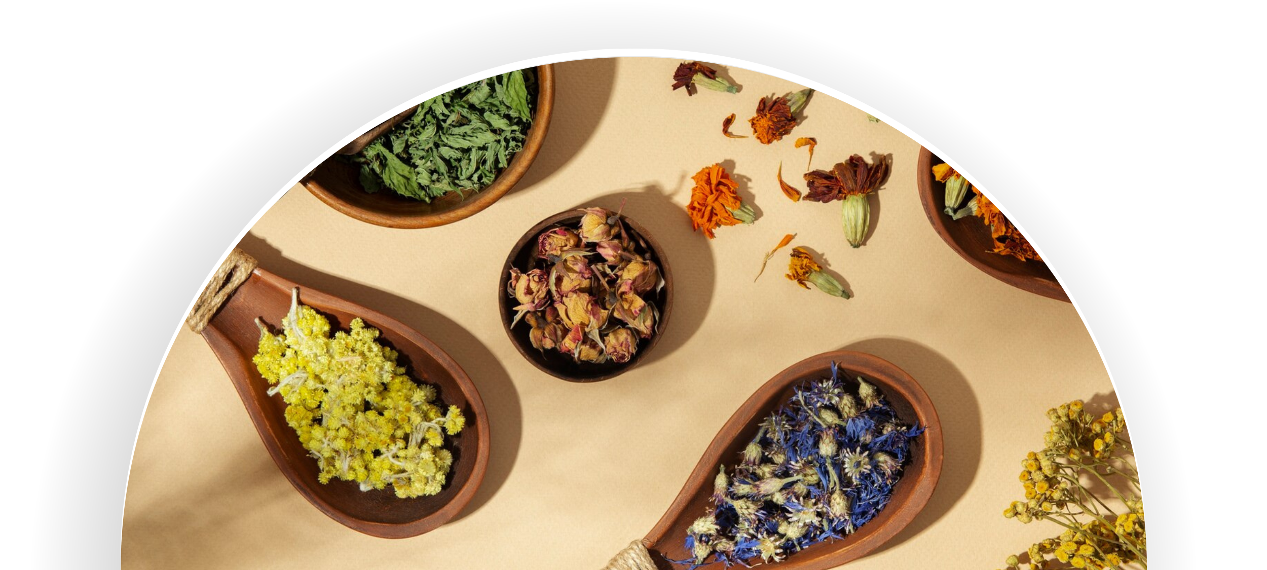 Scheda dell'esame di Basi di Erboristeria Naturopatica